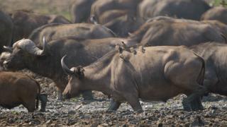 The Drought Begins The Drought Begins