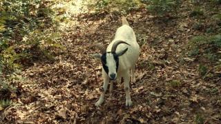 Know, Know, Know Your Goat