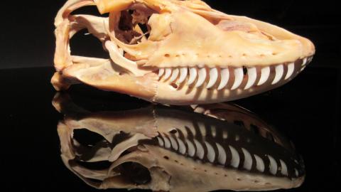 Lancelot the Unicorn, Prohibition Man, Dragon Island and Blood Rain