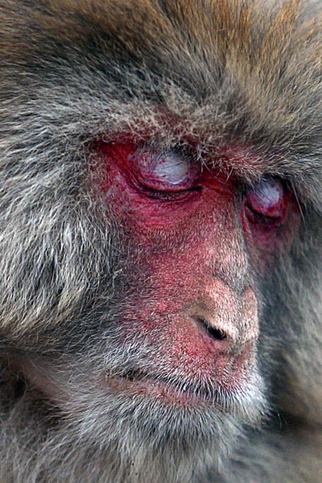 The Blind Monkey