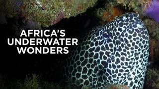 Africa's Underwater Wonders