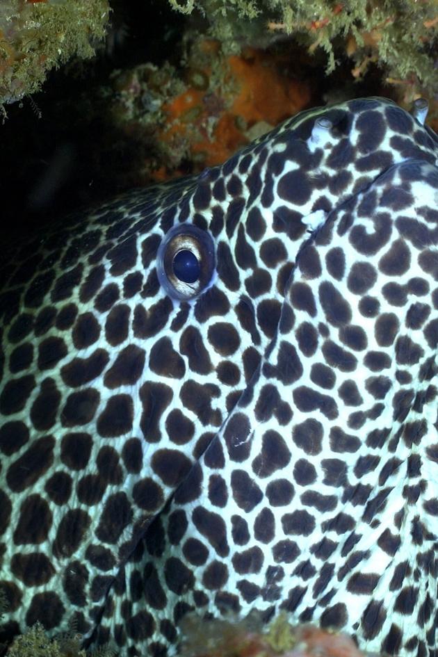 Africa's Underwater Wonders
