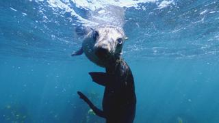 Cape Fur Seals