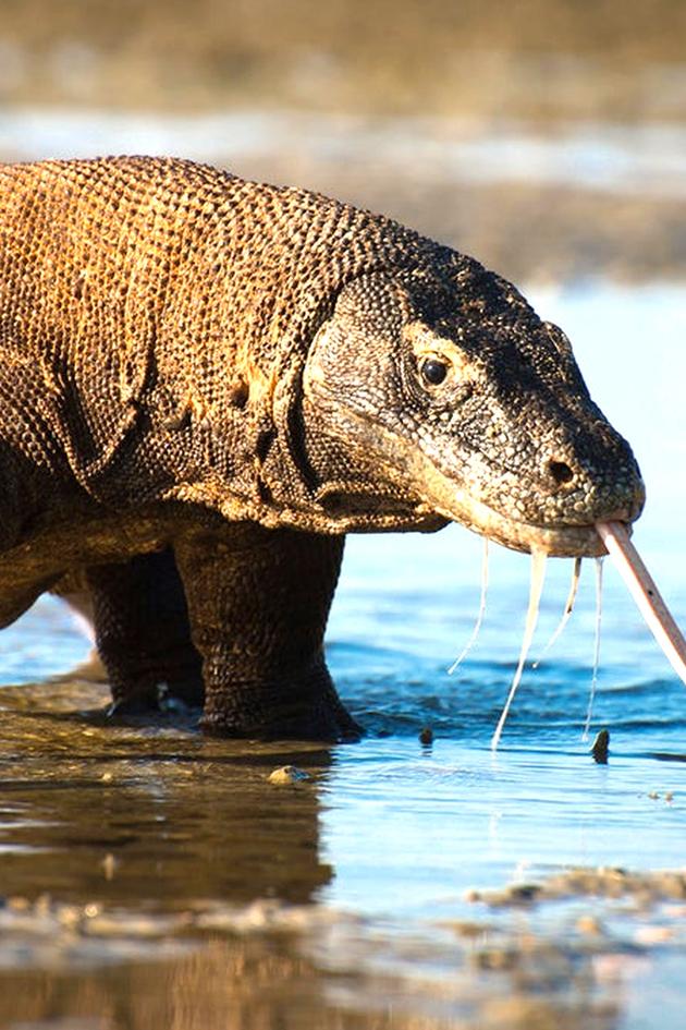 Planet Earth II
