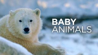 Baby Animals