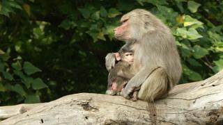 Family Ties