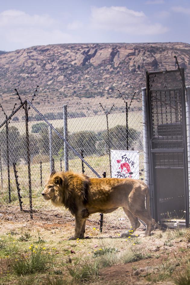 Wild Animal Rescue