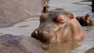 Hippo River