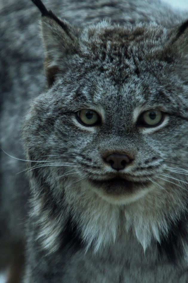 World's Wildest City: Anchorage