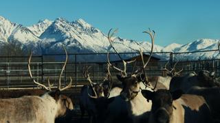 Caribou: Extreme Survivors