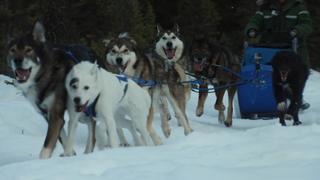 City of Dogs