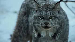 City Lynx