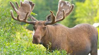 Moose Mayhem