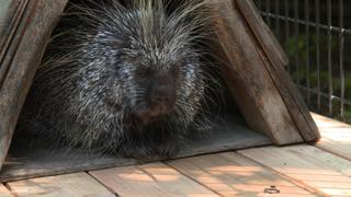 Downtown Porcupines