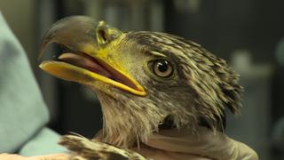 Wild Rescue