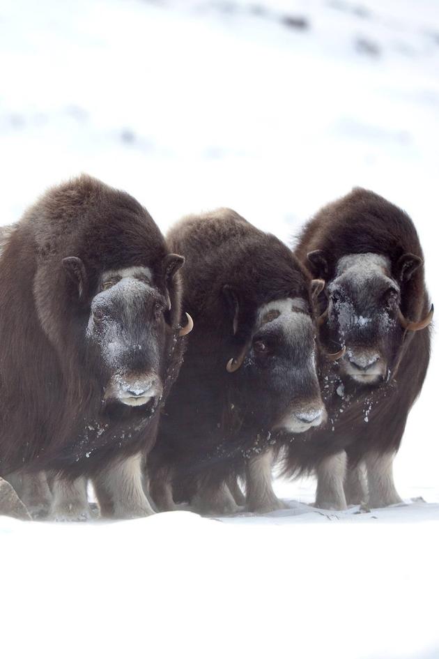 Polar World