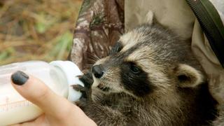Raising Babies