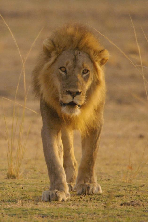 Africa's Hunters