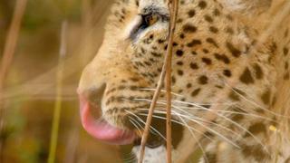 The Hungry Leopard