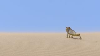 Namib: Land of Primates
