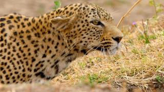 A Leopard's Last Stand