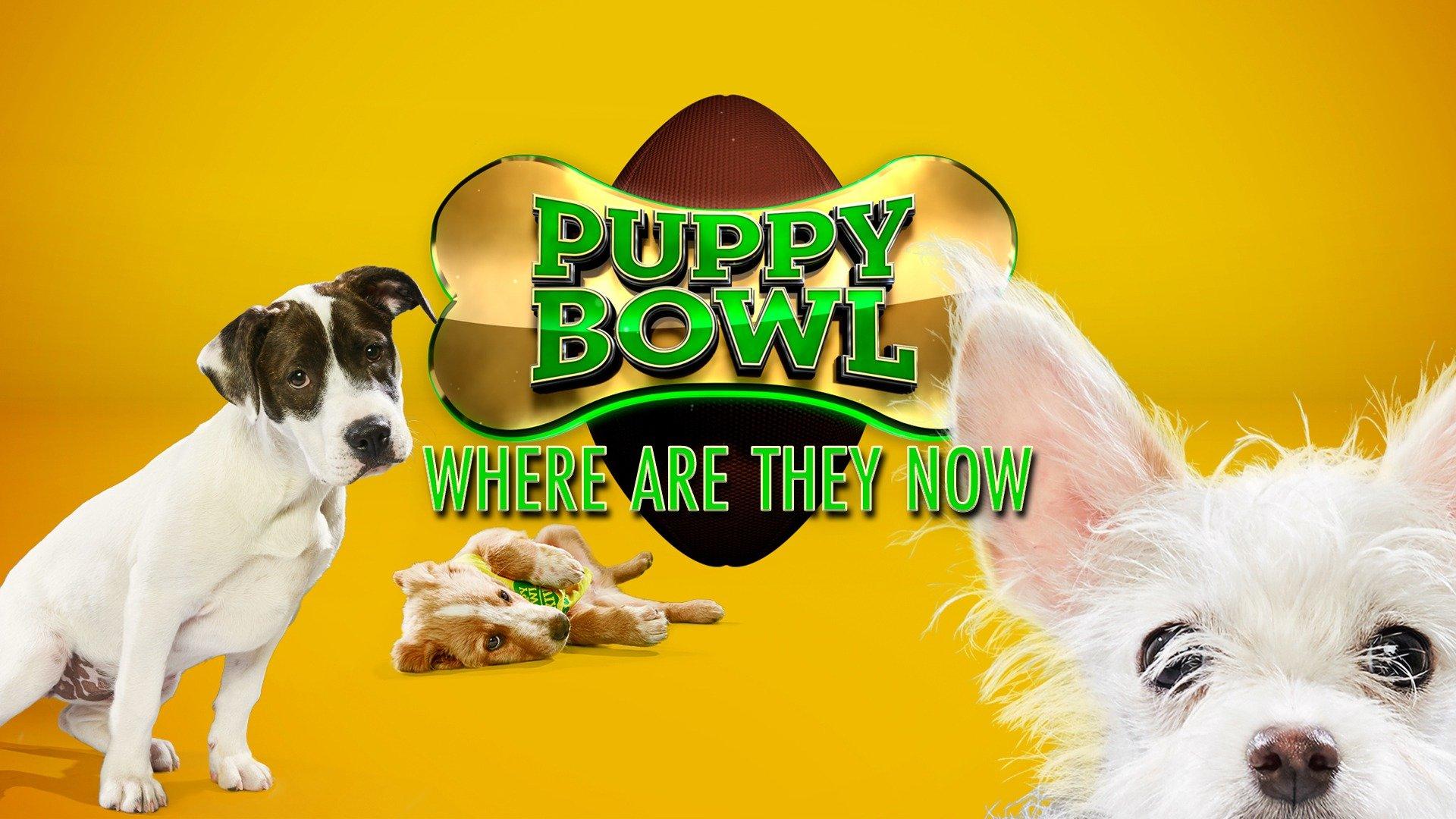 Watch Puppy Bowl Where Are They Now Streaming Online on Philo (Free Trial)