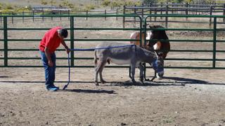 Dr. Jeff: Rocky Mountain Vet