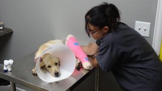 Dr. Jeff: Rocky Mountain Vet