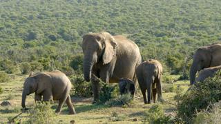 Elephant Story