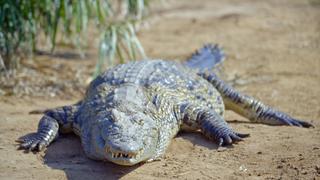 Crocs and Hippos of Ndumo