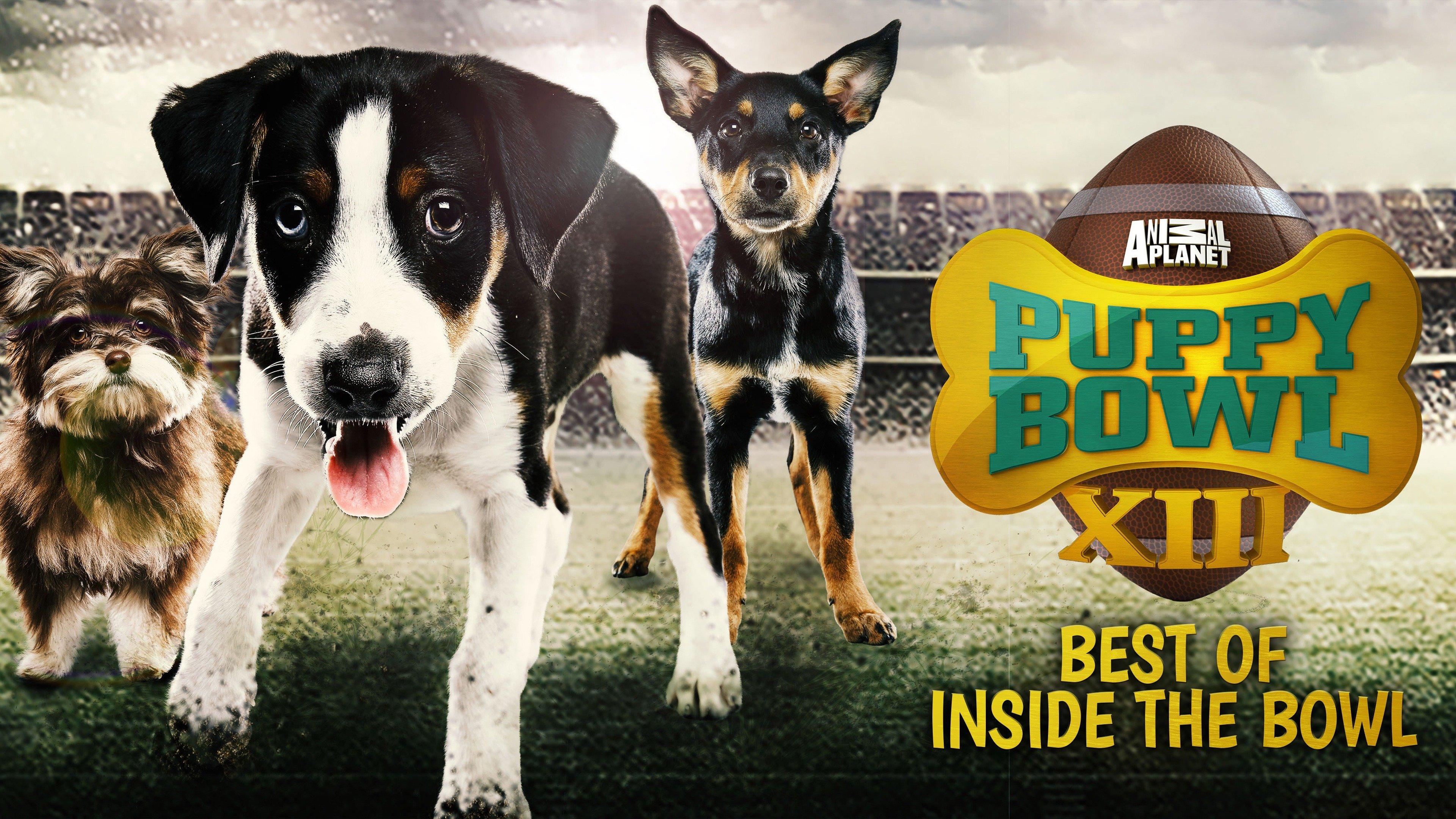 Watch Puppy Bowl Best of Inside the Bowl Streaming Online on Philo