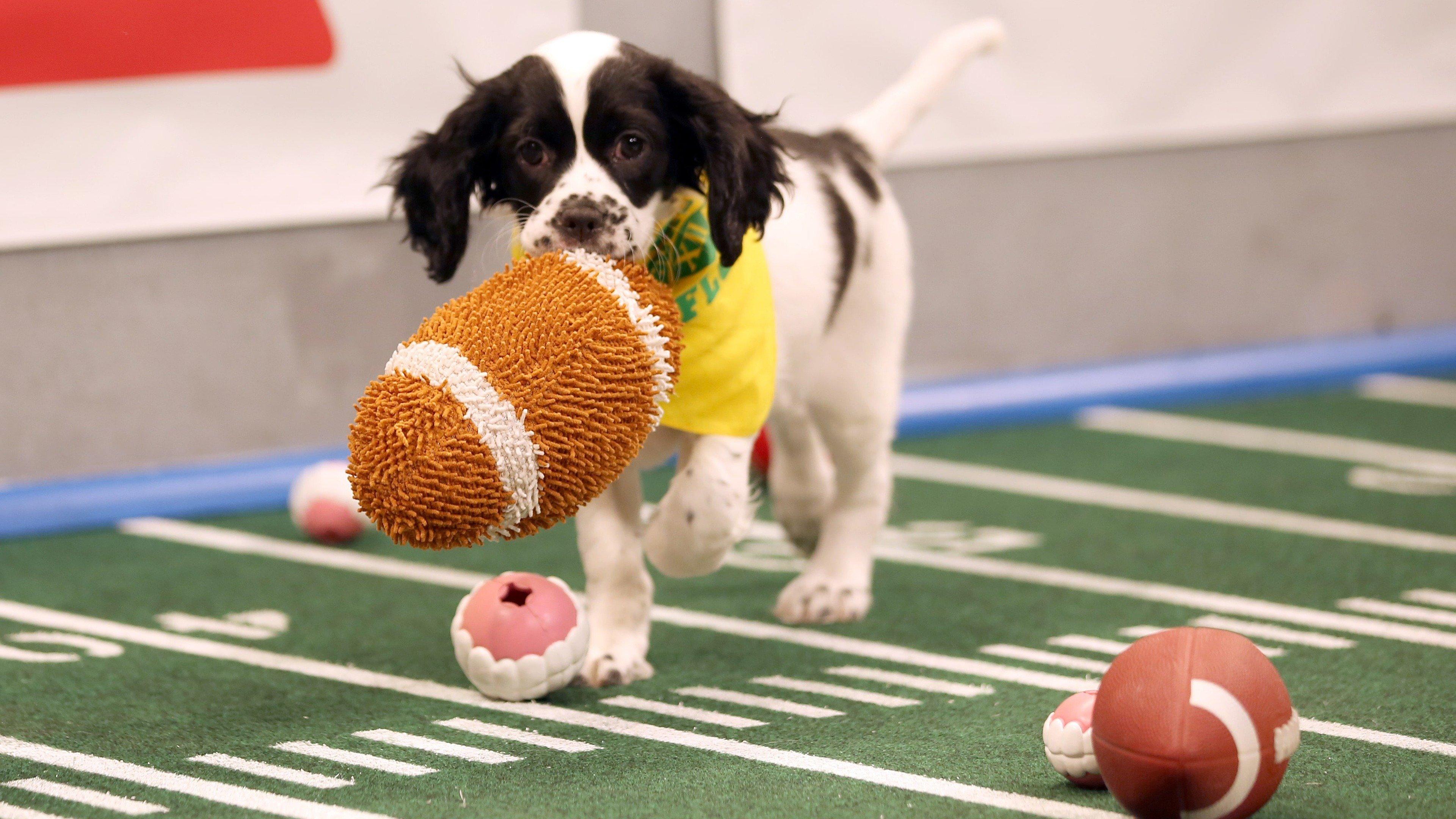 Puppy Bowl Best of Inside the Bowl on Philo