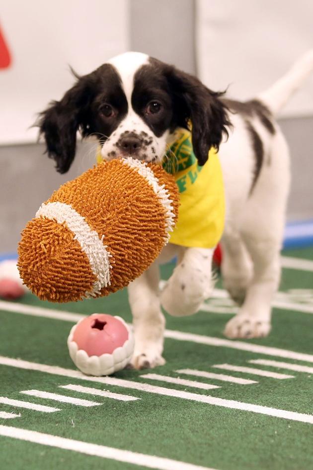 Puppy Bowl: Best of Inside the Bowl