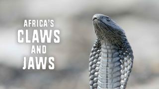 Africa's Claws & Jaws