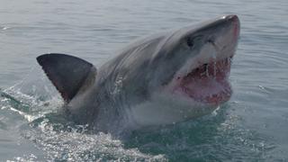 Living With Sharks
