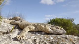 Remarkable Reptiles