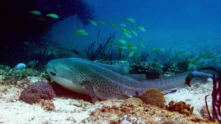 Carnivores of the Coral Garden