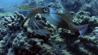 Magicians of the Reef