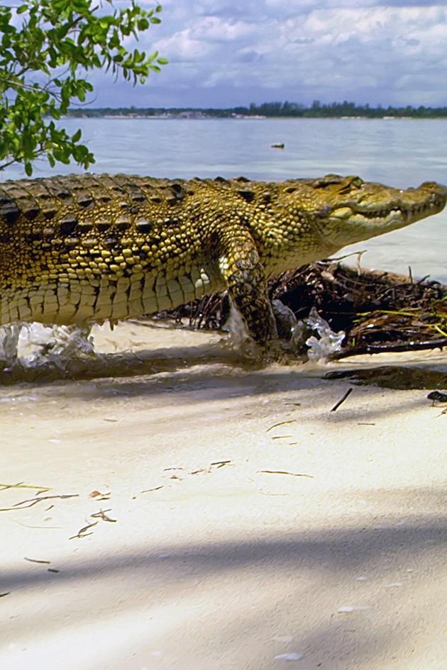 Wild Caribbean: Rhythms of Life