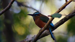Corales and Quetzals