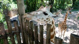 The Zoo