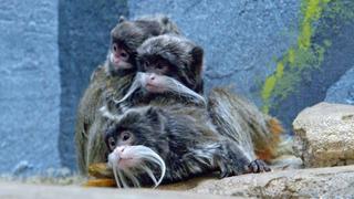 Primate Families