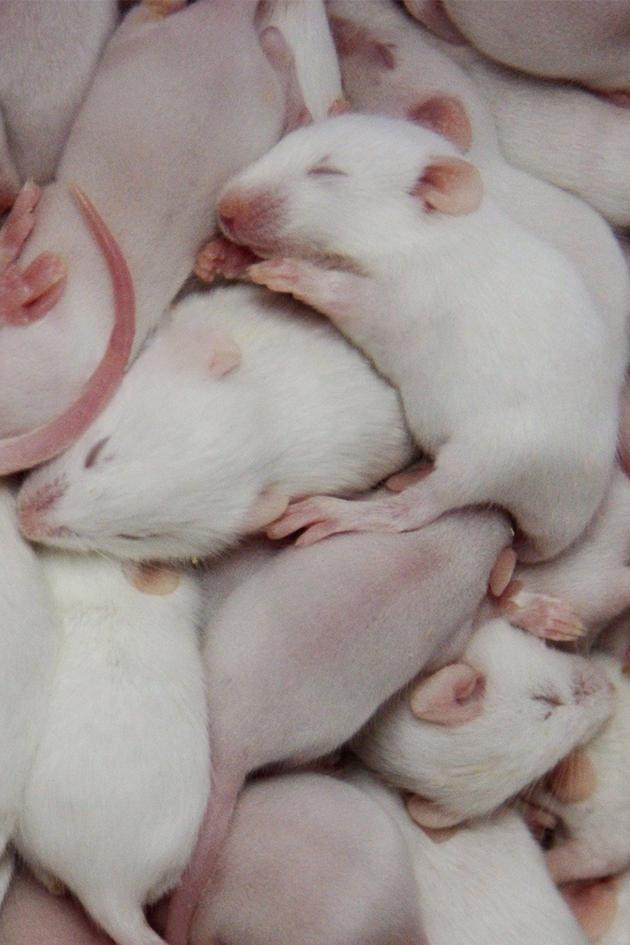 Rat Film