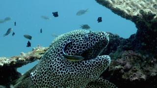 Defenders of the Reef