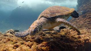 A Turtle's Legacy