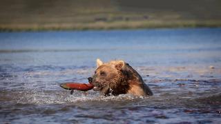 Yukon Wild