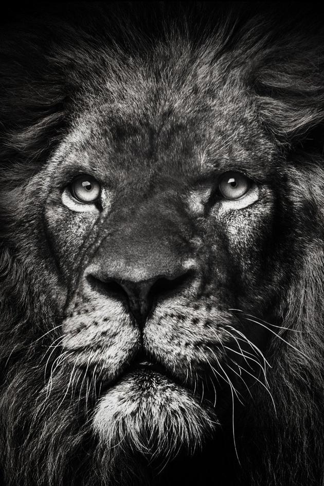 Roar: The Most Dangerous Movie Ever Made