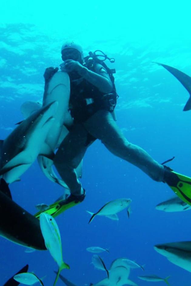 Diving With Sharks: The Ultimate Guide