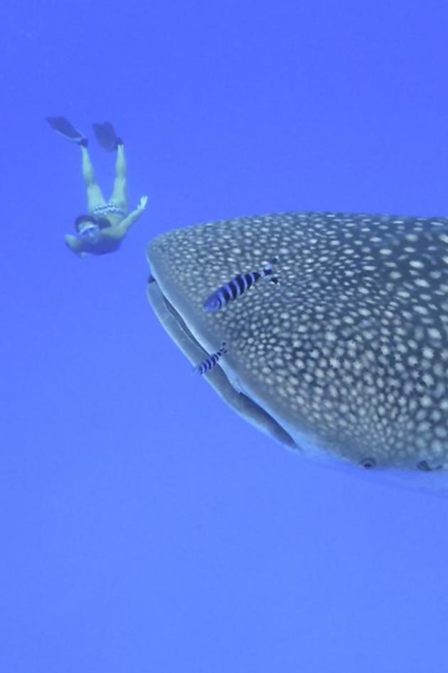 Ultimate Freedive: The Great Barrier Reef