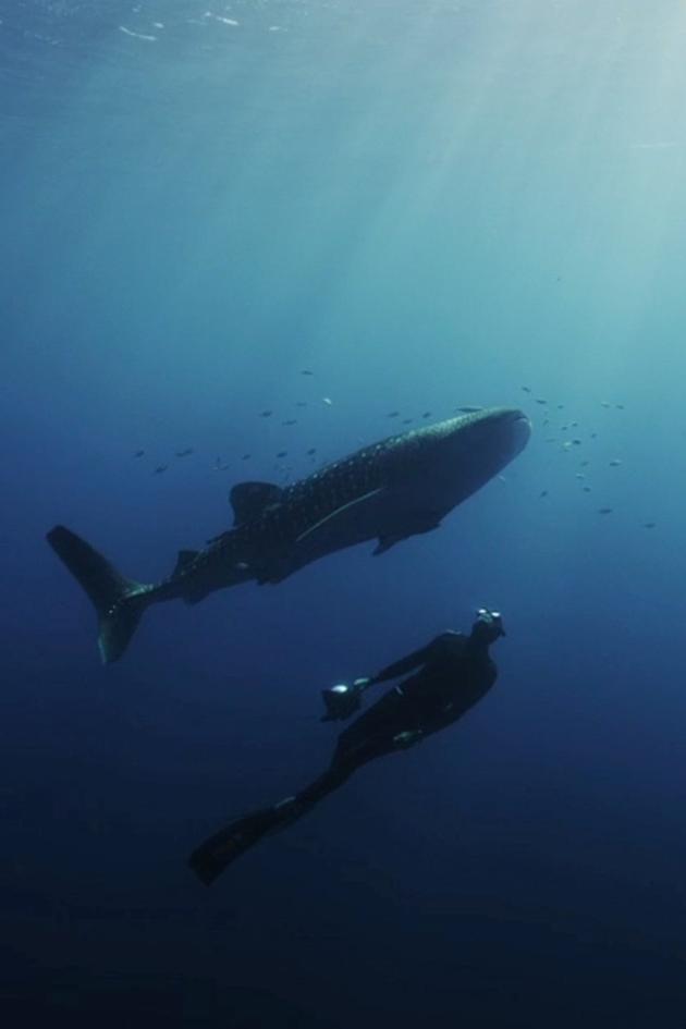 Swimming With Legends